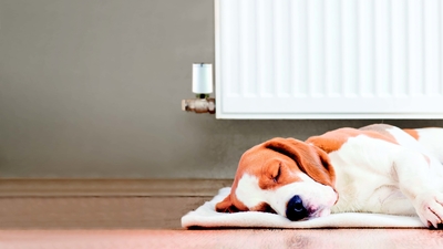 A dog asleep by a radiator.